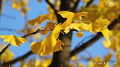 黄叶银杏树接近秋季